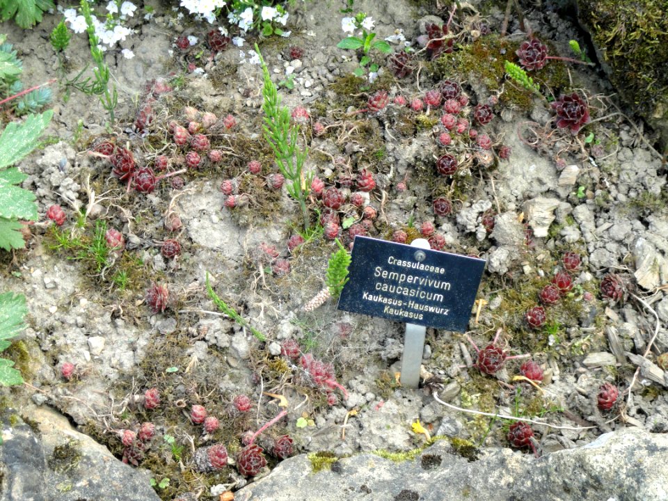 Sempervivum caucasicum - Botanischer Garten Freiburg - DSC06420