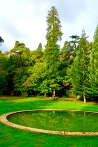 Sequoia - Quinta das Lágrimas - Coimbra, Portugal - DSC08751
