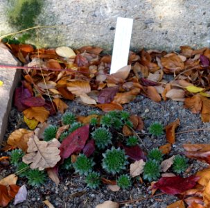 Sempervivum macedonicum - Botanischer Garten Braunschweig - Braunschweig, Germany - DSC04367