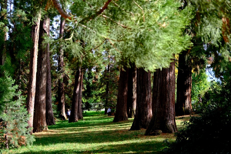 Sequoia grove in Wilhelma