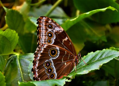 Butterfly brown public record