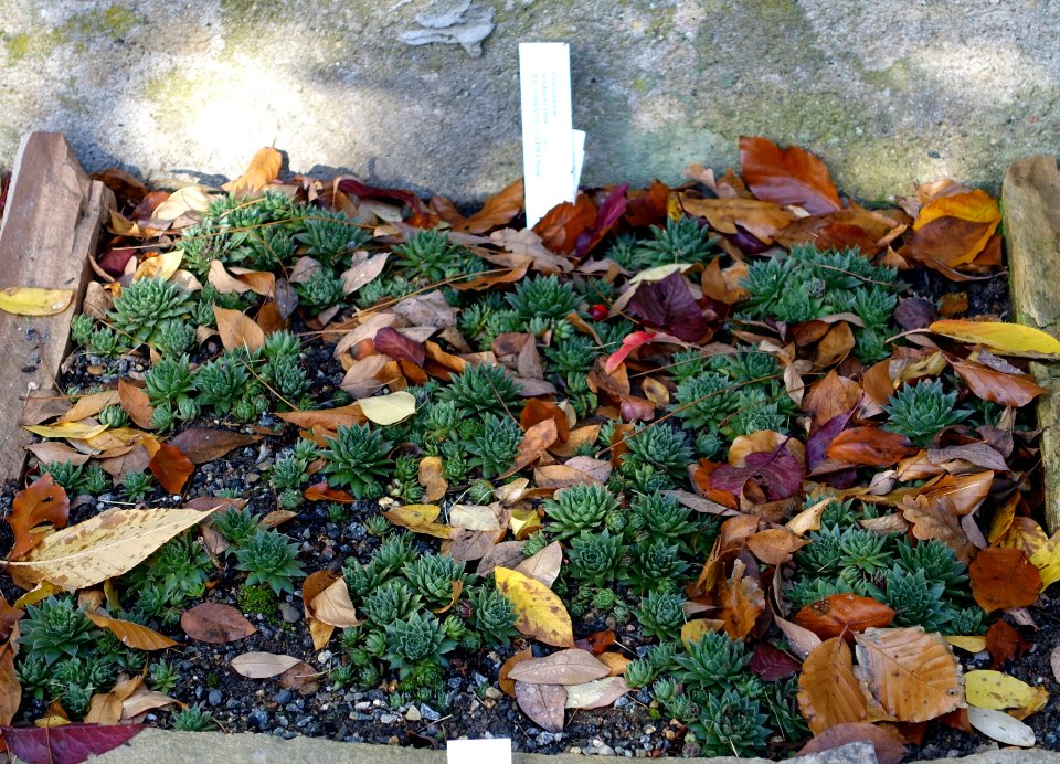 Sempervivum globiferum subsp. hirtum (Jovibarba hirta) - Botanischer Garten Braunschweig - Braunschweig, Germany - DSC04374
