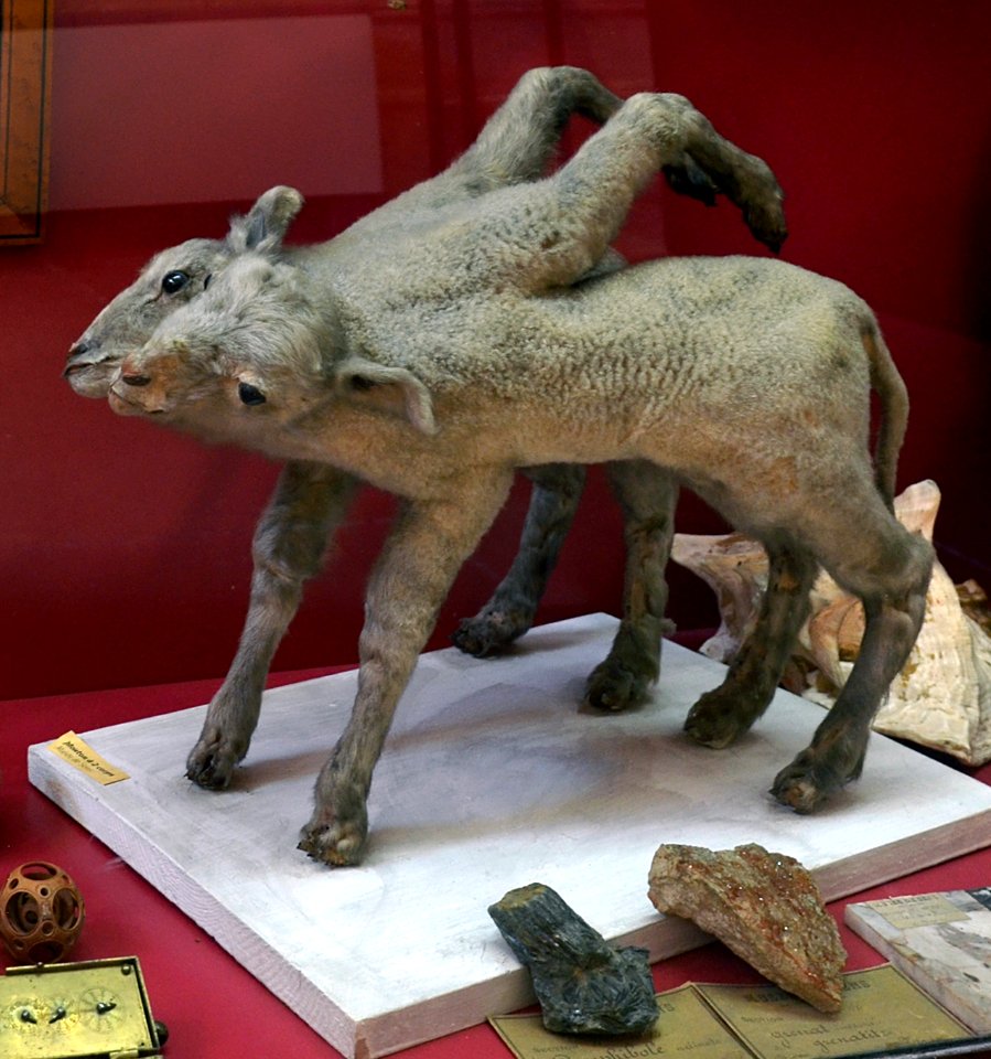 Sens Musee Cabinet de curiosite 16 06 2013 3