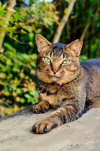 Tom animal outdoors