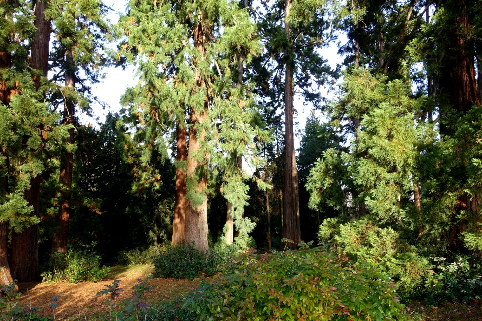 Sequoia grove - Wilhelma Zoo - Stuttgart, Germany - DSC02147