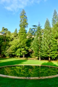 Sequoia - Quinta das Lágrimas - Coimbra, Portugal - DSC09577