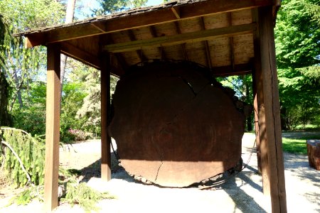 Sequoia - Stanley M. Rowe Arboretum - DSC03313