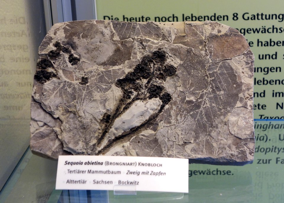Sequoia abietina fossil - Botanischer Garten, Dresden, Germany - DSC08478