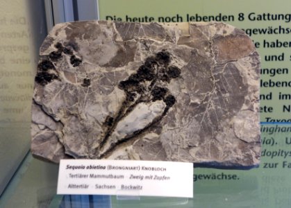 Sequoia abietina fossil - Botanischer Garten, Dresden, Germany - DSC08478