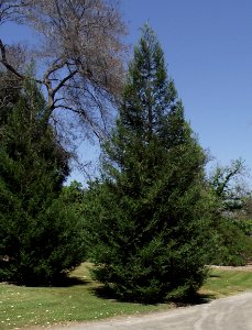 Sequoia sempervirens emily brown