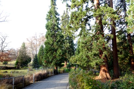 Sequoia walk - Wilhelma Zoo - Stuttgart, Germany - DSC02145