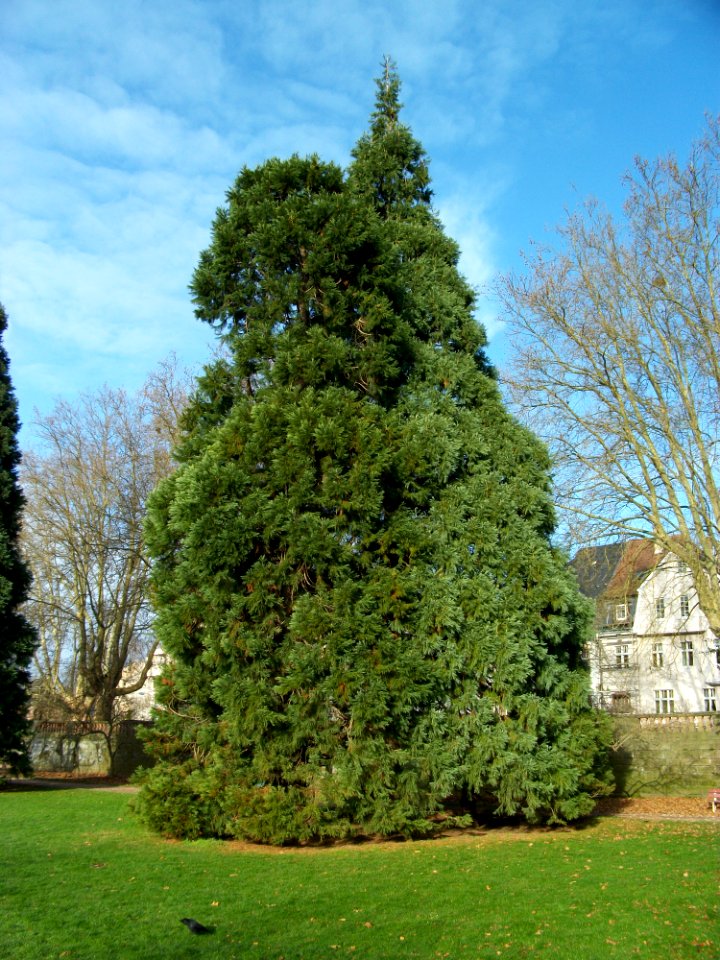 Sequoiadendron giganteum1