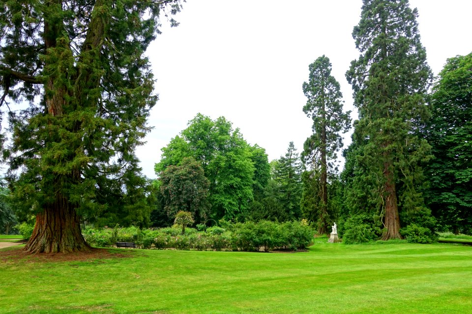 Sequoia - Waddesdon Manor - Buckinghamshire, England - DSC07549
