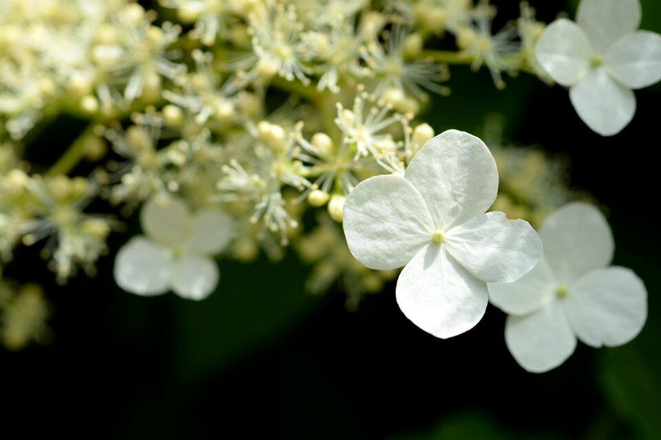 Macro blossom bloom