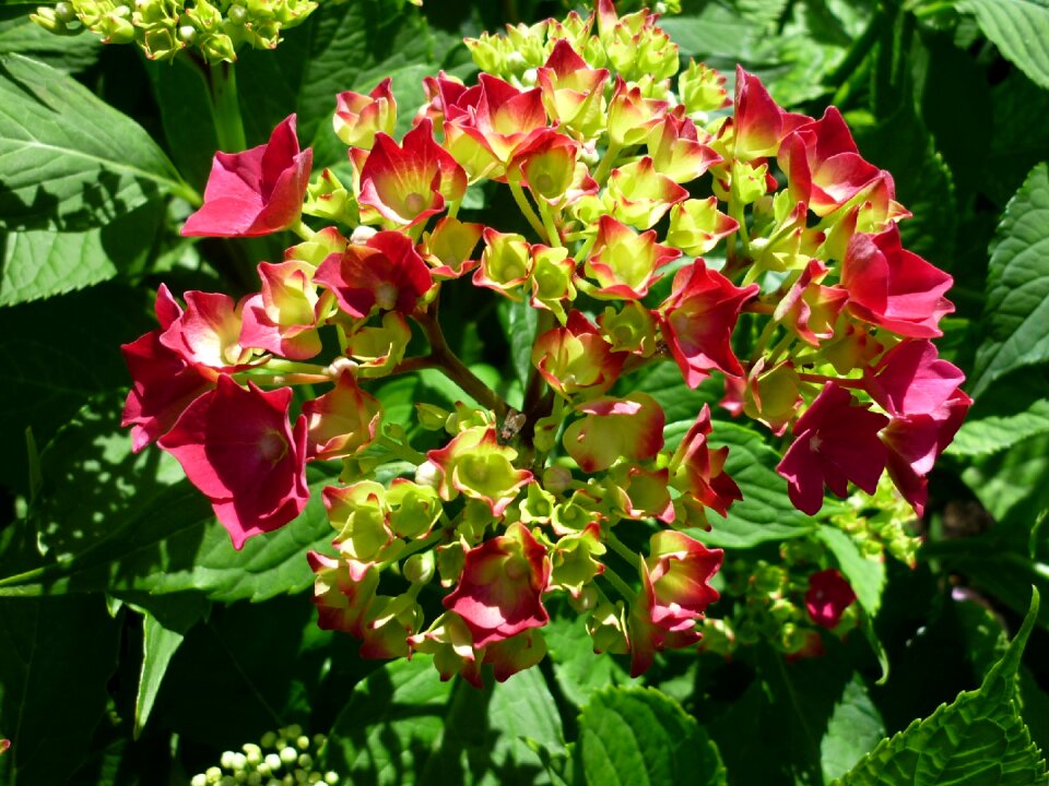 Special flowers-coloring red light green