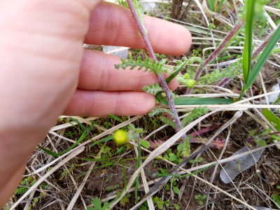 Senecio vernalis stem (10)