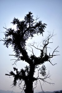 Trees silhouette sunshine