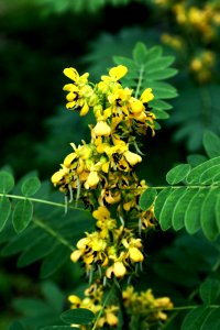 Senna marilandica flowers