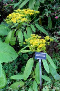 Senecio uspantanensis (Telanthophora uspantanensis) - San Francisco Botanical Garden - DSC00079
