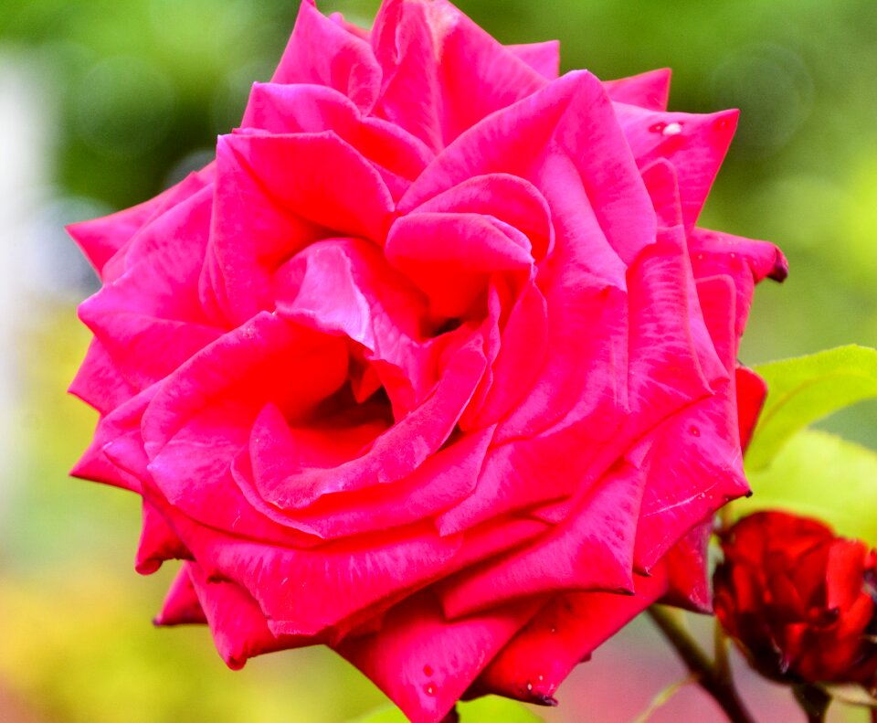 Scotland plant pink