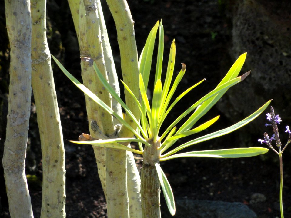 Senecio kleinia - Botanischer Garten, Frankfurt am Main - DSC02384