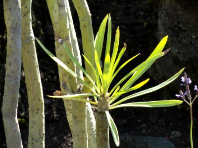 Senecio kleinia - Botanischer Garten, Frankfurt am Main - DSC02384
