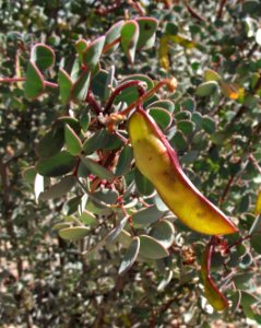 Senna purpusii