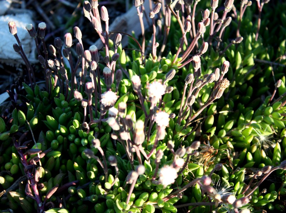Senecio radicans - Cape Town 3