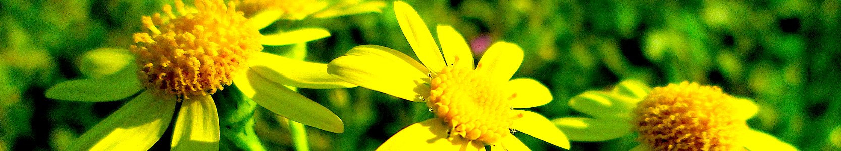 Senecio vernalis. Vorleser
