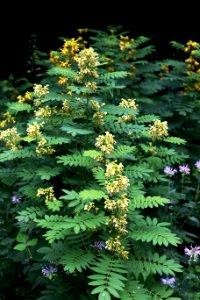 Senna marilandica display