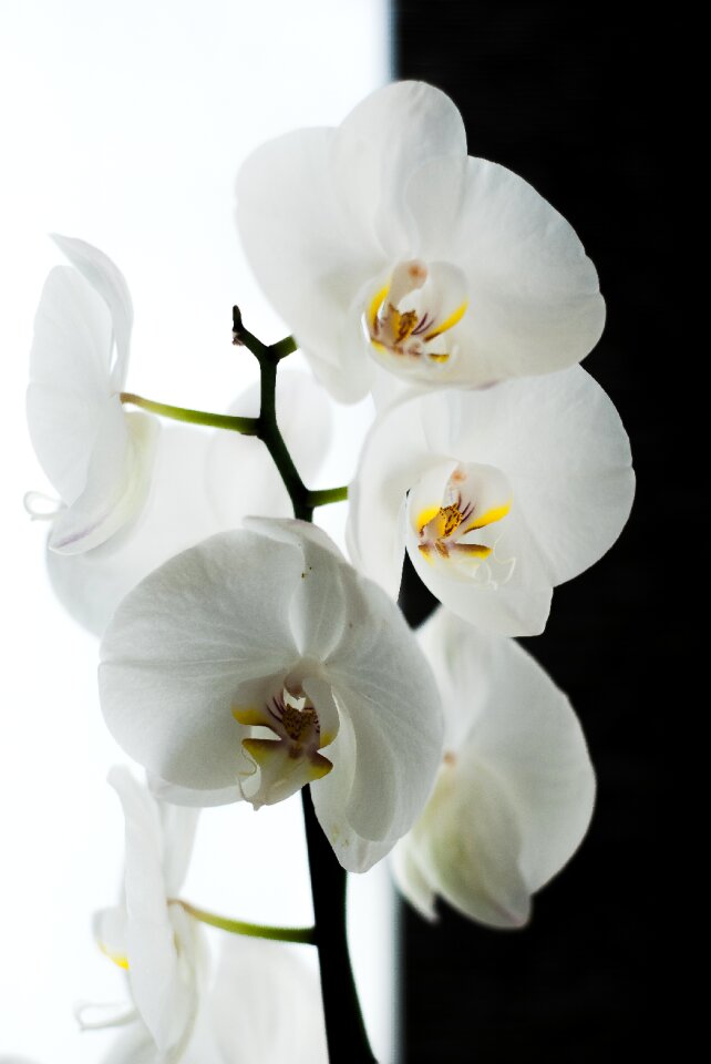 Orchid black white