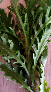 Senecio esleri 6611460