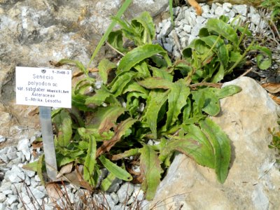 Senecio polyodon var. subglaber - Palmengarten Frankfurt - DSC01981