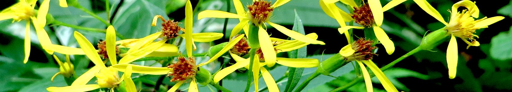 Senecio ovatus. Reader