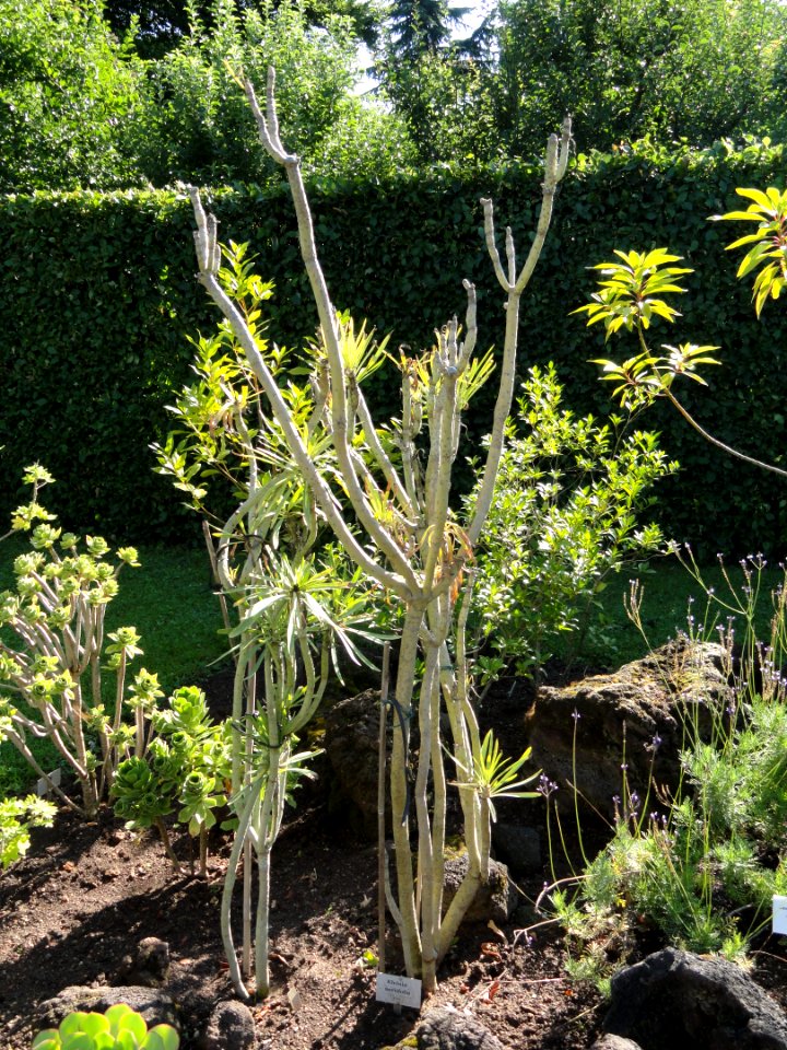 Senecio kleinia - Botanischer Garten, Frankfurt am Main - DSC02383