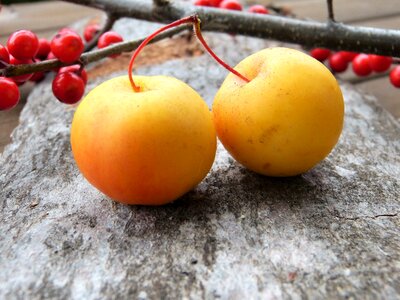 Advent decoration fruits