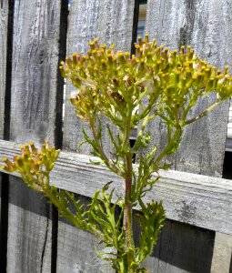 Senecio esleri 6031317