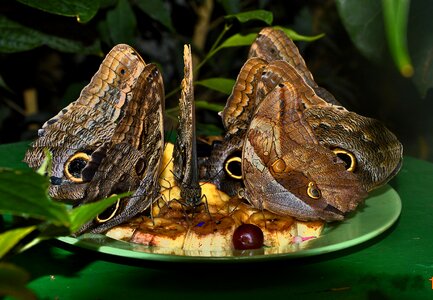 Butterflies brown food intake