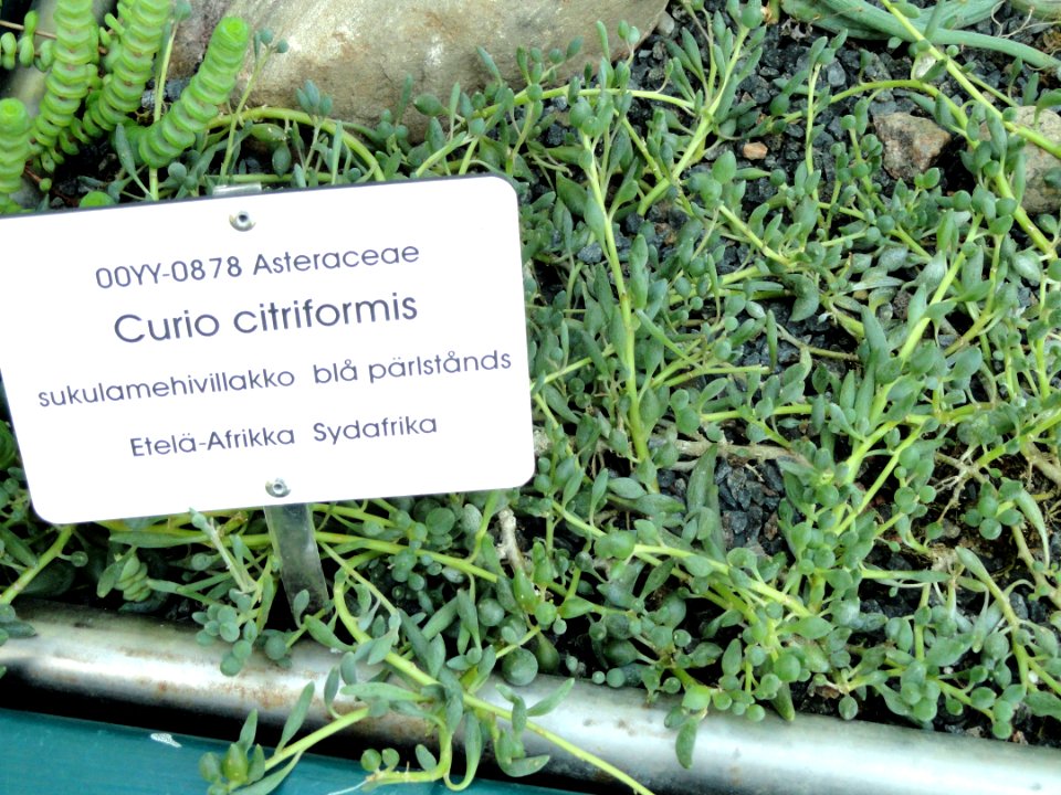 Senecio citriformis - Botanical Garden in Kaisaniemi, Helsinki - DSC03718