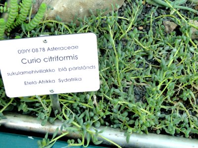 Senecio citriformis - Botanical Garden in Kaisaniemi, Helsinki - DSC03718