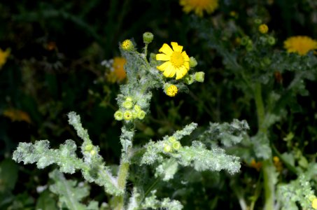 Senecio vernalis 01