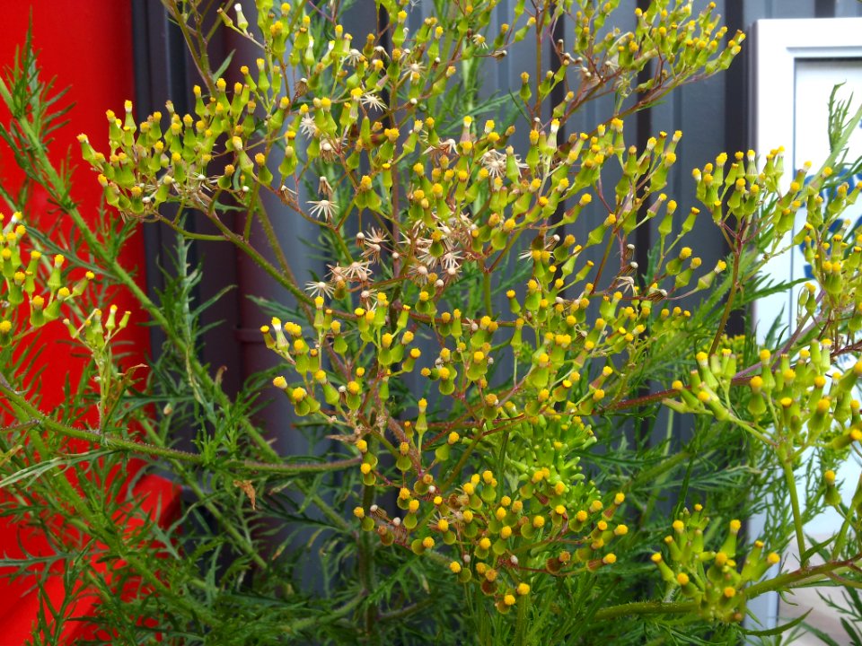 Senecio esleri 2819872