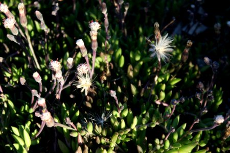 Senecio radicans - Cape Town 2
