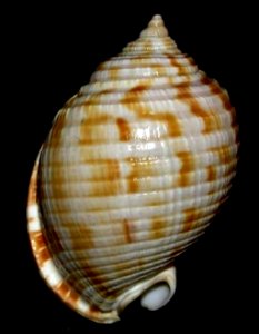 Semicassis undulata (Gmelin, 1791) - BioLib.cz(5)