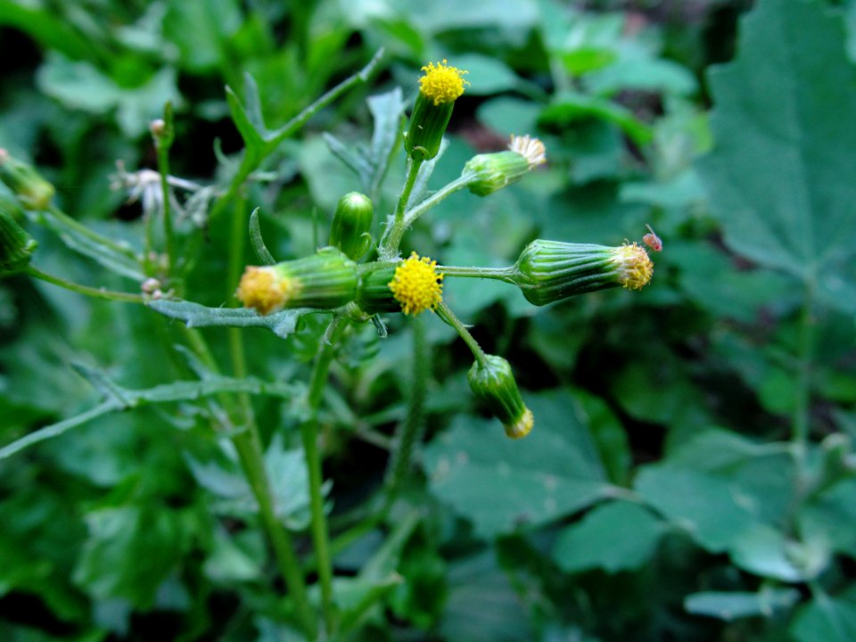 Senecio vulgaris, 2021-06-27, Beechview, 02