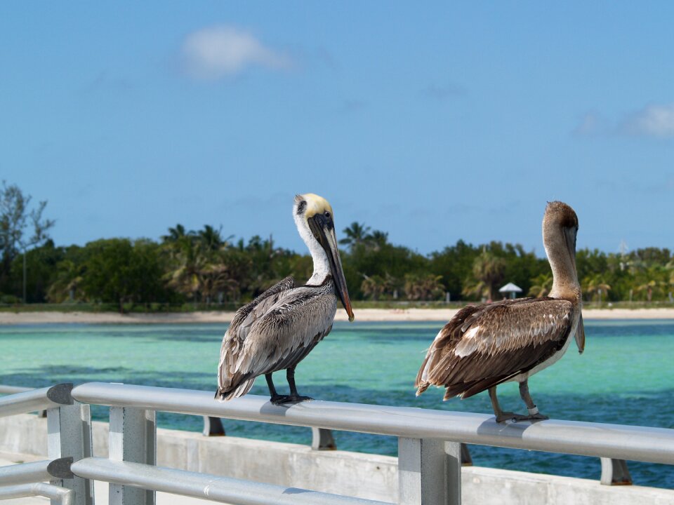 Brown pelicans pelican blue key