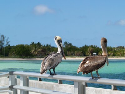 Brown pelicans pelican blue key