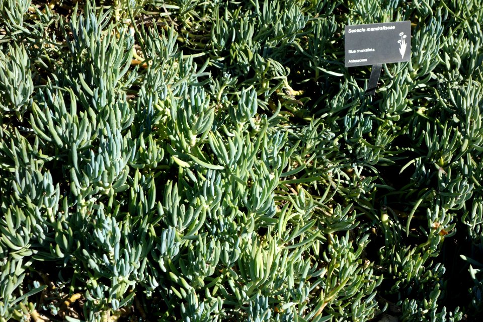 Senecio mandraliscae - Leaning Pine Arboretum - DSC05799