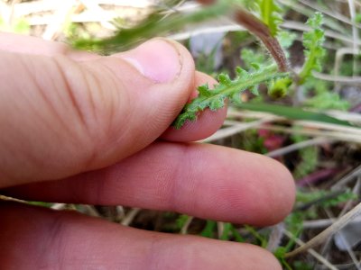 Senecio vernalis leaf (09)