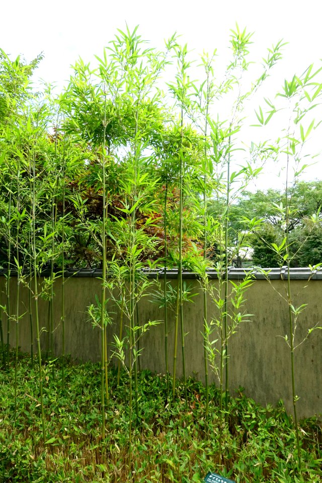 Semiarundinaria fastuosa - Urban Greening Botanical Garden - Kiba Park - Koto, Tokyo, Japan - DSC05322